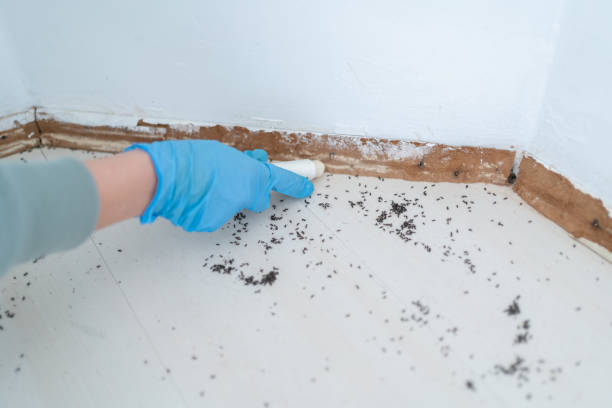 Best Termite Control Services  in Holly, MI